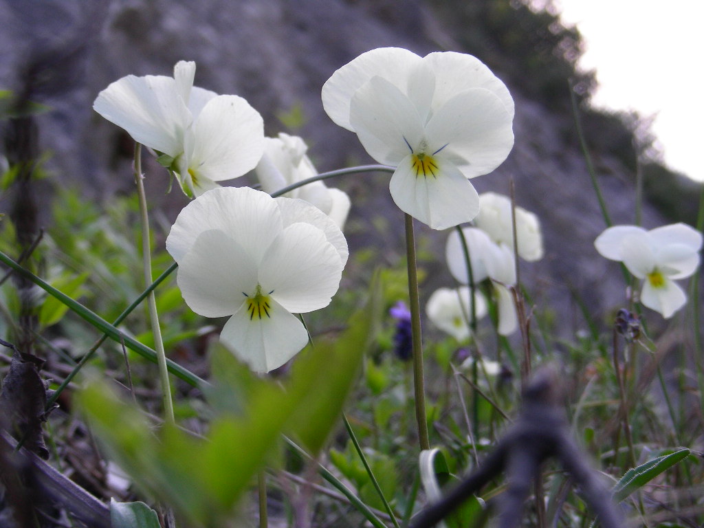 Viola eugeniae